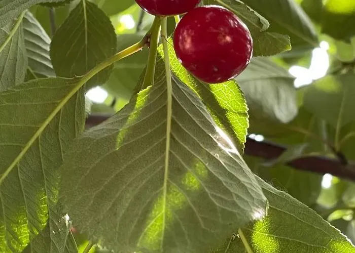 House In Arcadia Vakantiehuis Odessa